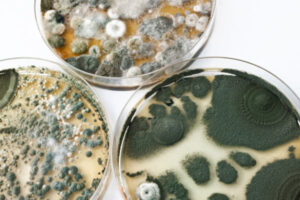 Read more about the article Top Causes of Mold in Home Appliances in Southwest, Florida